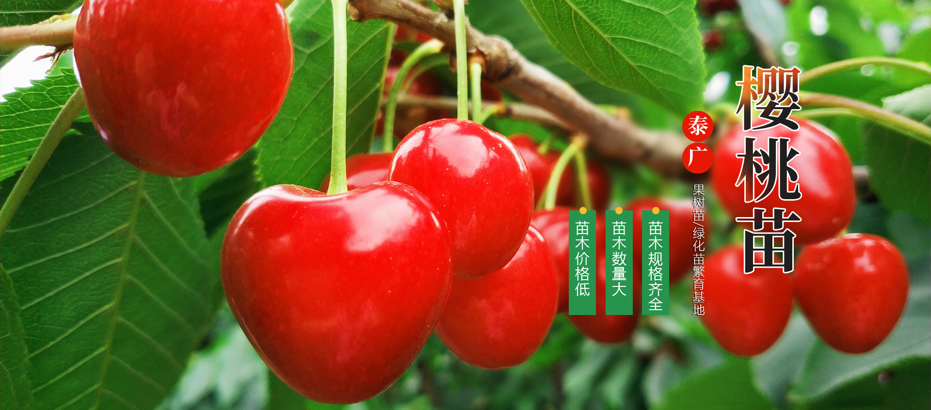 泰安市泰广苗木有限公司