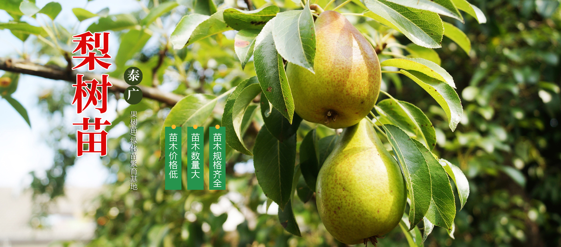 泰安市泰广苗木有限公司