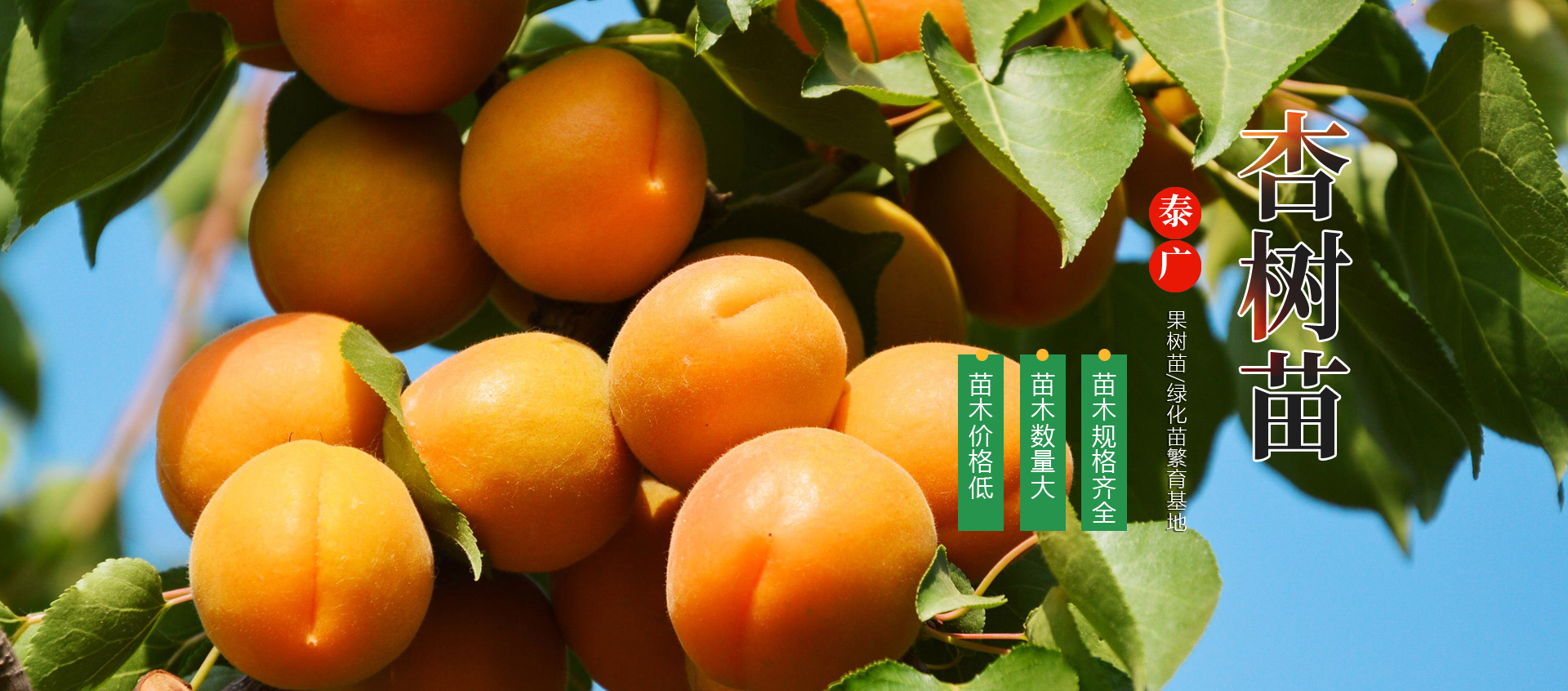 泰安市泰广苗木有限公司