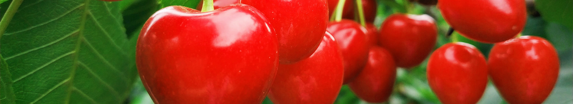 泰安市泰广苗木有限公司