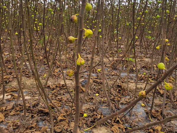 无花果苗