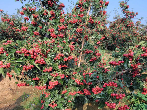 山楂树