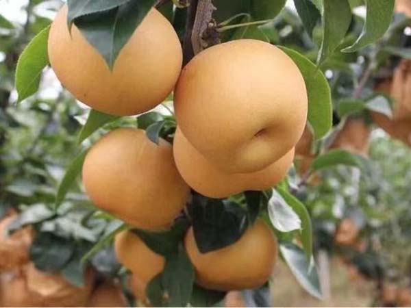 梨树苗