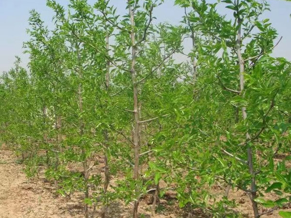 枣树苗