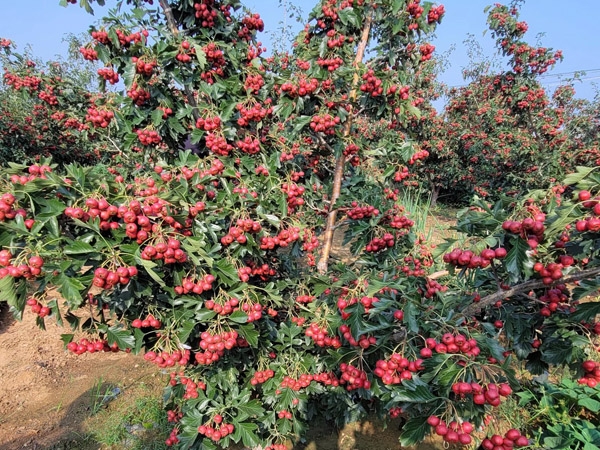 山楂树
