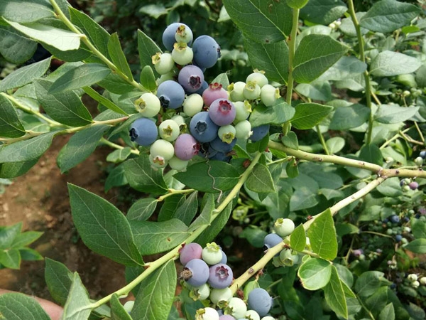 蓝莓苗