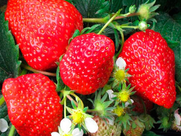 草莓采摘后的管理技术要点