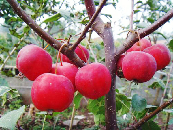 夏季苹果树管理技术要点
