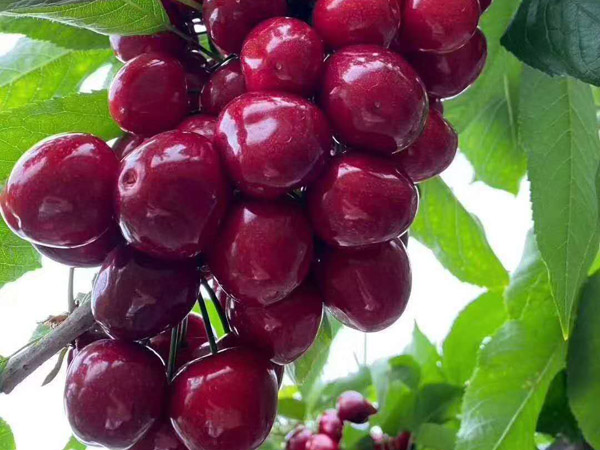 大樱桃肥水管理技术