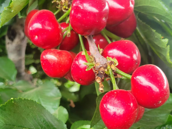 果树苗的修剪需要注意哪些问题