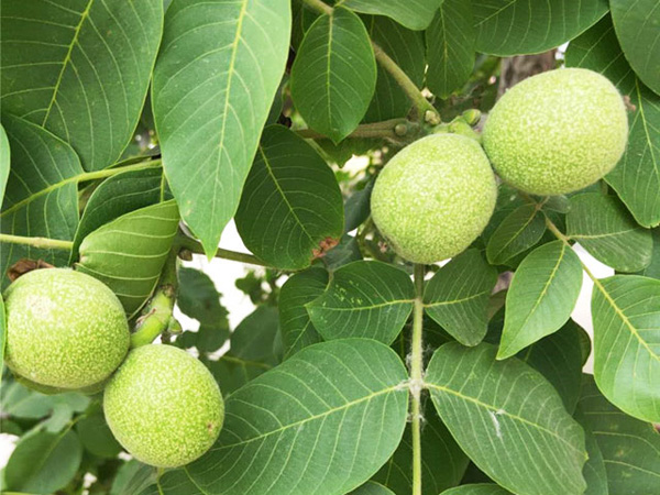 有关秋季核桃树树体修剪技术